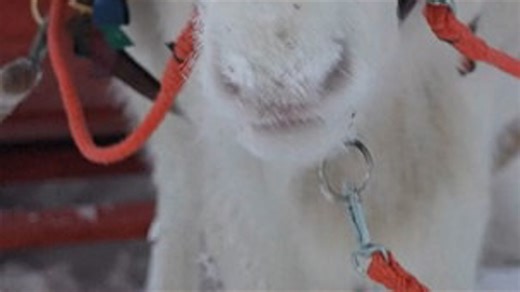 Meet the reindeer in Lapland, Finland who bring the holiday spirit