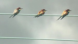 15K views · 858 reactions | Bee-eaters! Beautifully blue and brown,...
