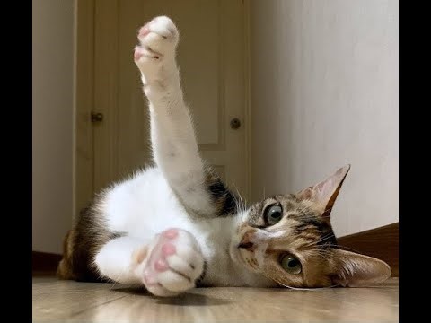24 小時療癒陪伴｜All You Can Cat Live: Chill with Our Cats!