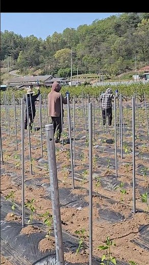 You will 100% regret it if you drive your chili pepper stakes in too low! Optimal height revealed...