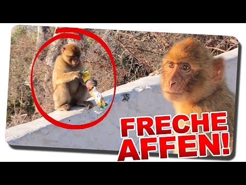 FRECHE AFFEN in GIBRALTAR