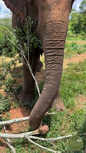 Many people don’t realize that woody browse is a natural and essential part of an elephant’s diet. We often show the sanctuary residents peacefully grazing on grass and hay, but elephants eat sticks, branches, bark, roots, and other tough plant material, too. Their mouths are incredibly strong and resilient, built to strip bark, break down dense fibers, and handle foods that would be impossible for most animals to eat. Having access to natural browse supports digestion, dental health, and allows
