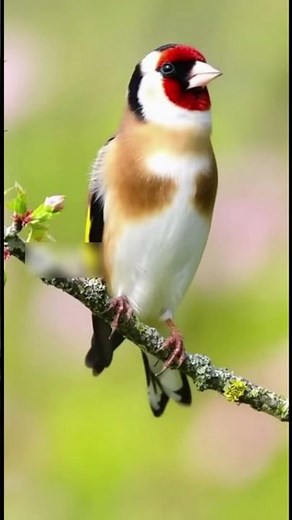 Beautiful Goldfinch Singing in Nature | Relaxing Bird Sounds