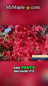 Acer palmatum 'Osakazuki' Exceptional Fall Color Osakazuki Japanese Maple