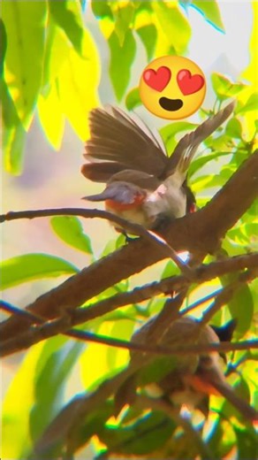 Bulbul 🐦ka gajab style! 😍 Wings of Red-whiskered Bulbul! #shorts #nature #viral #birds