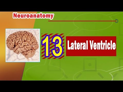 𝟏𝟑. 𝐋𝐚𝐭𝐞𝐫𝐚𝐥 𝐯𝐞𝐧𝐭𝐫𝐢𝐜𝐥𝐞 🧠💧🔃↗️(البطين الجانبي)