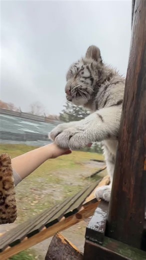 Тигри в Фельдман Екопарк Харків