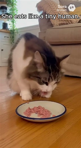 This Cat Eats Using Both Paws and It’s Too Cute 🐾#cutecat