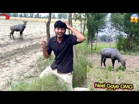 A unique animal named Neel has come to our village 😱 Oh My God