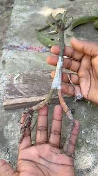 Double Root Mango Grafting Technique #shorts #tree #grafting