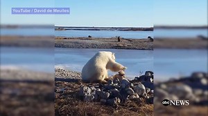 1.8M views · 21K shares | This wild polar bear in Canada loves dogs...