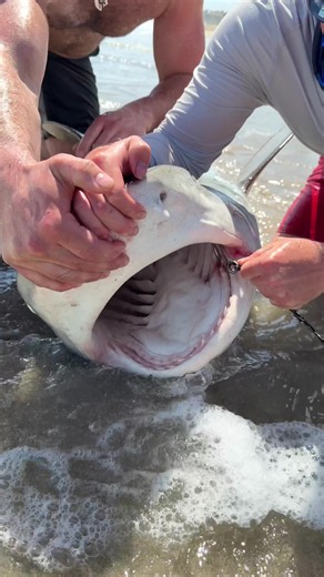 Unhooking Tiger Shark With BARE HANDS ⁉️ Drone Helps Catch Great Hammerhead Shark Off The Beach🦈 ##thefishermeng##lbsf##sharks##sharkfishinghammerhead
