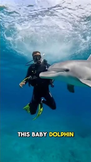 DOLPHIN SAVED by a diver#shorts #rescue