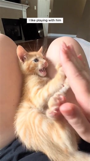 Rescuing an Orphaned Baby Kitten 😺❤️ | Safe Rescue & Care