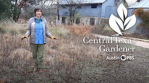 We don’t have to cut everything back all at once. See why to progressively prune grasses and herbaceous perennials with Leslie Uppinghouse, horticulturist at the Lady Bird Johnson Wildflower Center. | Central Texas Gardener