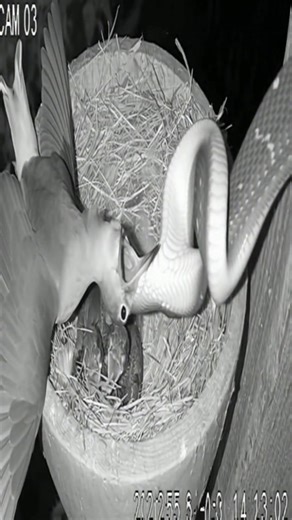 CCTV footage captured a snake attacking a bird. | Viral Footage TV