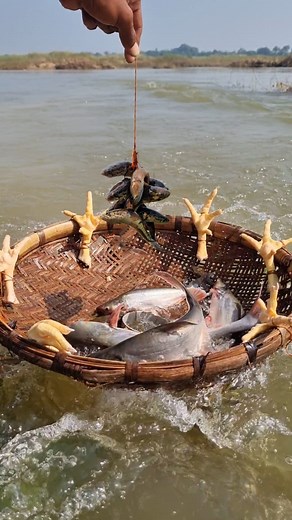 Unbelievable basket fishing trap video #fish #videos #reels #viral #Amazing | Fisherman Animal Lover Short