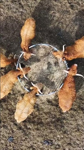 Cattle Sounds (Breeding Herd Grazing in Germany Field)