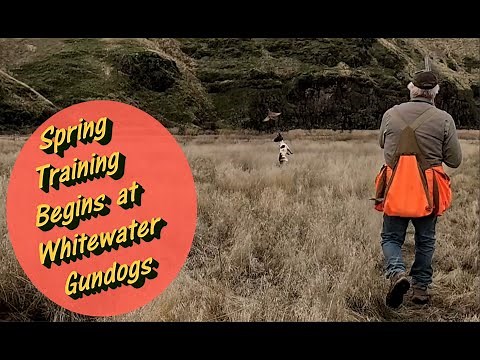 Spring Training Begins For the 2025 English Springer Spaniel Field Trial Season