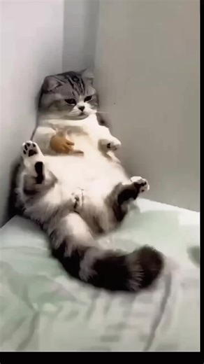 Cat gloves, beautiful gift for everyone,shop now #gifts #fybシviral_video_tiktok #ranking #tranding #catvideos