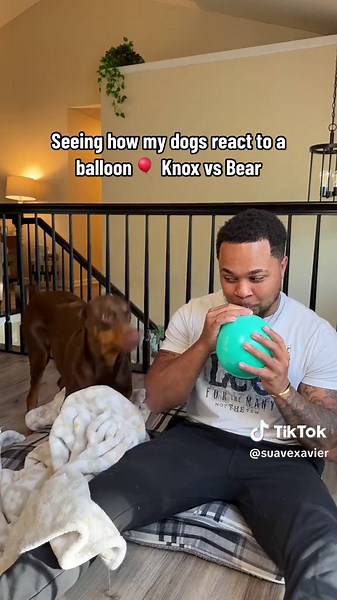 Dogs Being Scared of Balloons | Knox vs Bear