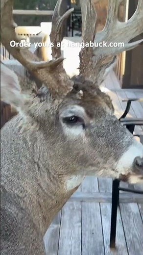 Whitetail buck pedestal wall mount solution… Hang-A-Buck!!!