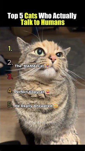 Top 5 Cats Talking Back to Their Humans
