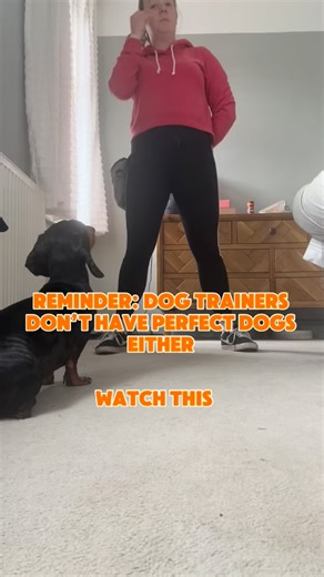 No trending sounds. Complete raw footage! If you have training sessions with your dog and they can look like this. Do these 3 things… 🤫 Don’t keep talking - a common mistake people make is talking too much. Continue to repeat words. Dogs need time to think and we need to give them the opportunity to troubleshoot themselves 😌 Keep calm - if they don’t do something, fine! Reflect on why they aren’t responding. Do they need a break? Have you trained for too long? 🥳 End your session on a positive
