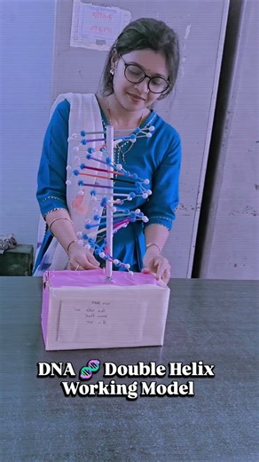 DNA 🧬 Double Helix Working Model