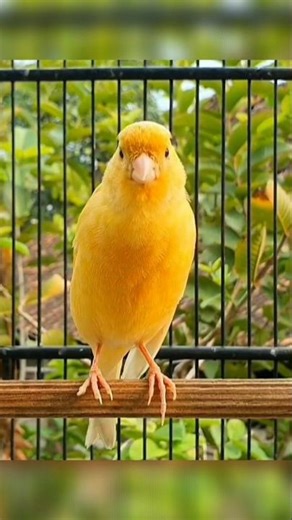 sweet bird sounds | animal sound #birds #canary #birdlovers