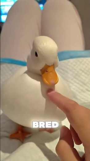 Cutest Duck Ever Until It Starts Talking!😱 #callducks #ducks #wildlife #calmwhale #trending #animals