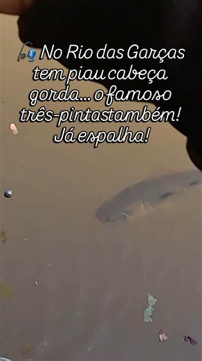 Piau cabeça gorda gigante no Rio das Garças! Pescaria de canoa que surpreendeu! 🎣 #pescaria