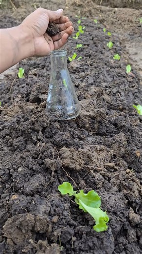 Eco Agriculture Lab | “Have you ever tried the hydrogen peroxide bubbling test on your soil? What did you discover?” #GardenQuestions #SoilTips #GardenHacks... | Instagram