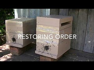 Australian Native Bee, log transfer to a box.