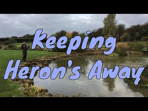 How do I keep a heron away from my pond? Keep Heron Away