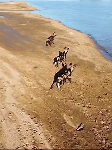 A group of wild dogs crossing the river were attacked by a crocodile in the water | O Vale Do Ribeira