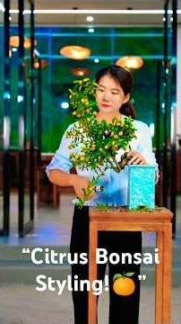 Mini Citrus Bonsai Styling | Beautiful Kumquat Tree 🍊 #shorts #ourplants #getplanting #miniforest