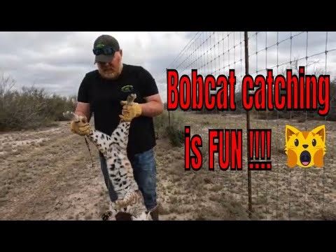 how to catch bobcats easily in bobcats snares
