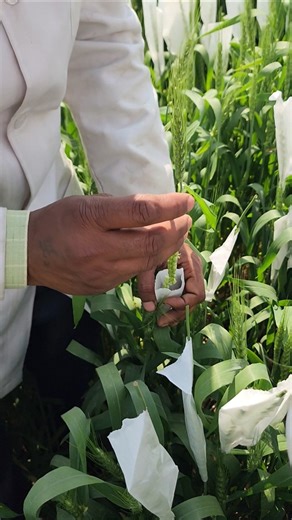 गेहूं 🌾में crossing (पॉलिनेशन) ऐसे करवाते हैं🤞नई किस्म ऐसे तैयार होती है ✅ #shorts