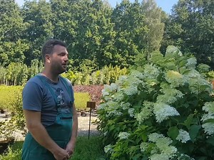 Hydrangea paniculata 'Phantom' - Óriás bugás hortenzia, a növény, ami uralja a teret Jellemzői: https://tinyurl.com/kp5nz2m7 | Megyeri Szabolcs kertész