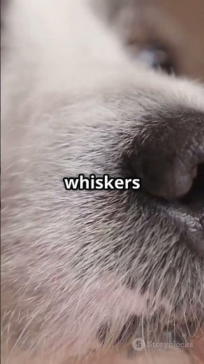 The Secret Superpower of Dog Whiskers!