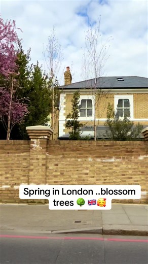 Blossom trees everywhere in London 🇬🇧 #spring #london