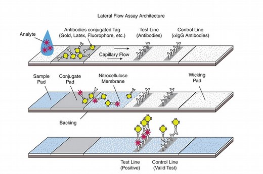 Immunochromatography/ Lateral Flow Immunoassay: Principle and Uses