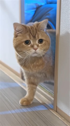 This Cat Made a Crying Boy Smile 🥹❤️