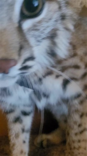 Bobcat Behaviors: A Jerk in the Wild