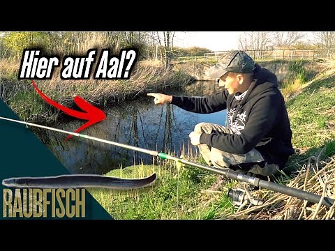 Aale angeln in Mini-Gräben