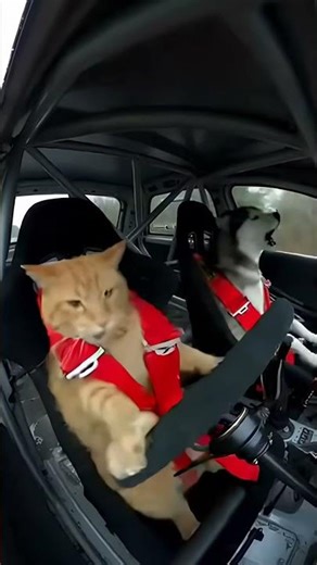 Cat Drives Rally Car at High Speed While Husky Screams in Terror | Insane Drift