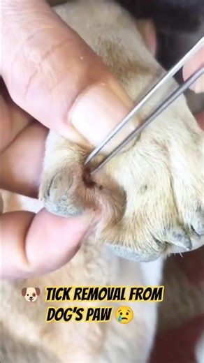 🐶 Tick Removal From Dog’s Paw #animalrescue #shorts #dog