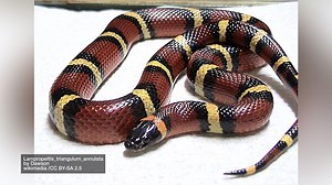 After man bitten by coral snake, handler gives tips on how to spot deadly vipers
