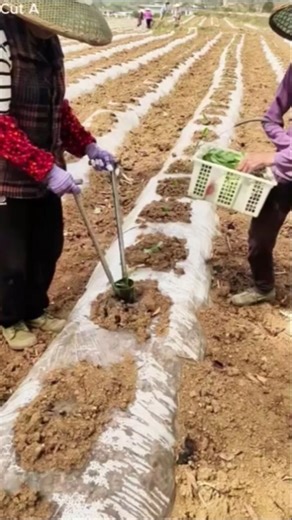 Seedling Planting with Hand Tool